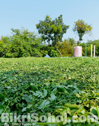 সজনে পাতার গুড়া (Moringa Leaf powder)